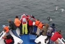 Whale Watching and Golden Circle Afternoon Tour